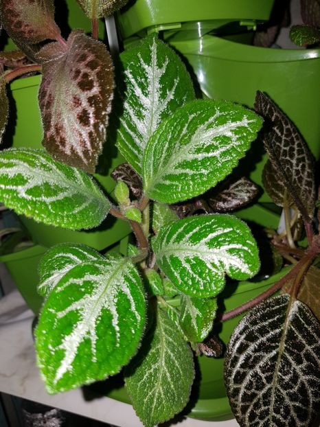  - EPISCIA