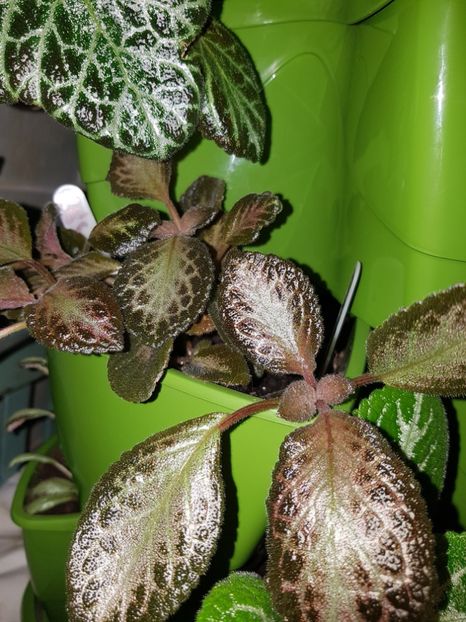  - EPISCIA