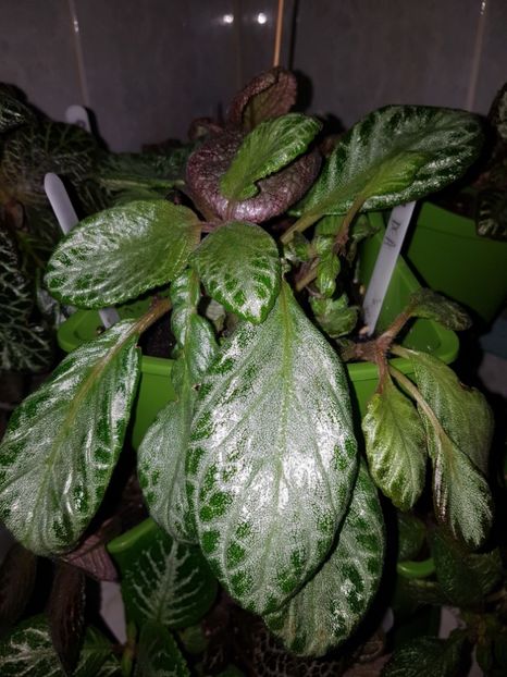  - EPISCIA