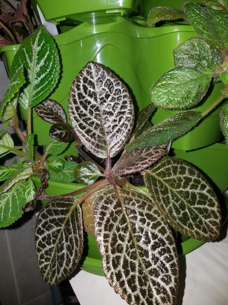  - EPISCIA