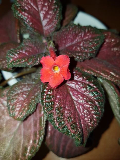  - EPISCIA