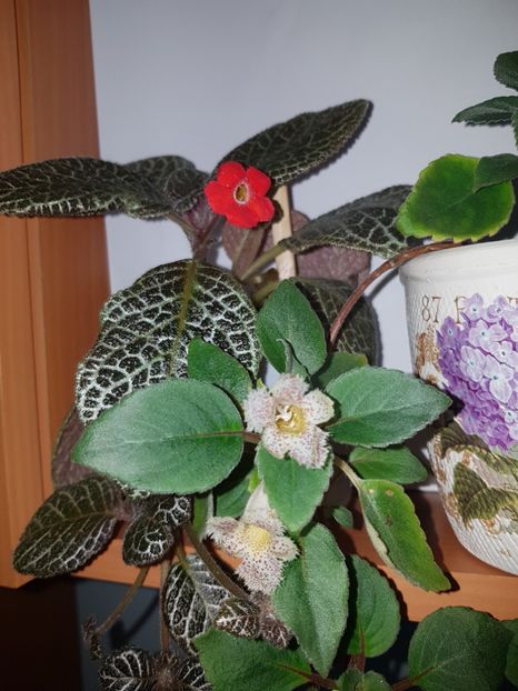  - EPISCIA