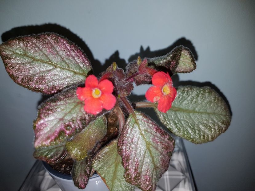  - EPISCIA