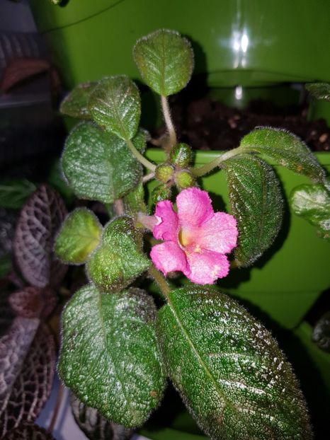  - EPISCIA