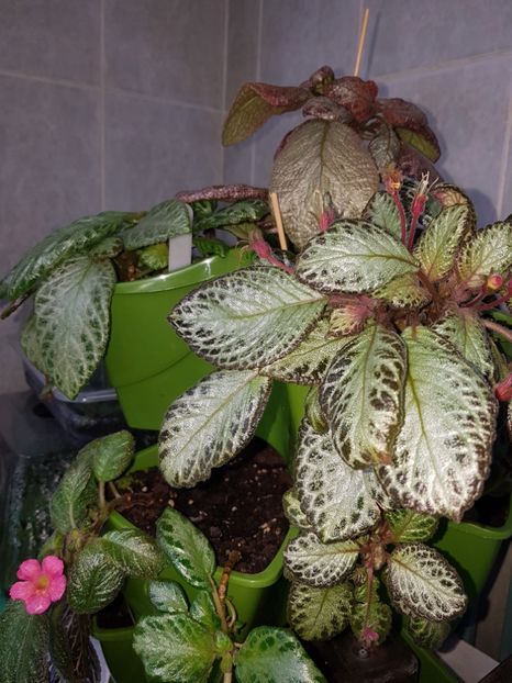  - EPISCIA