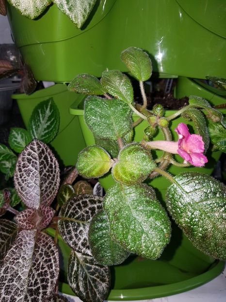  - EPISCIA
