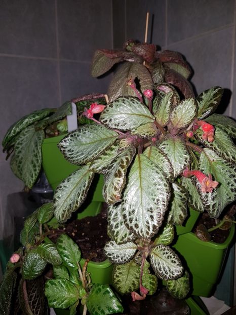  - EPISCIA