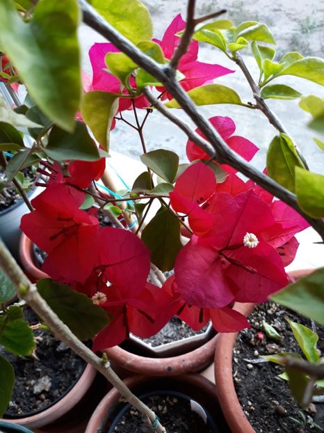  - Bougainvillea
