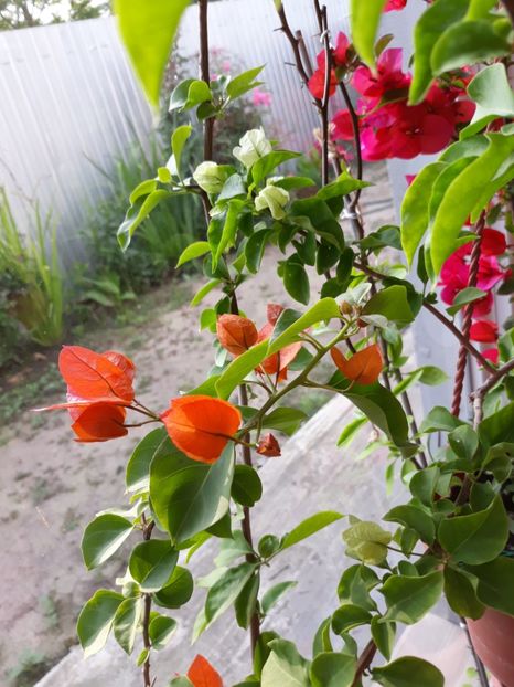  - Bougainvillea