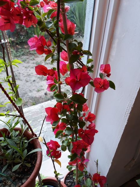  - Bougainvillea