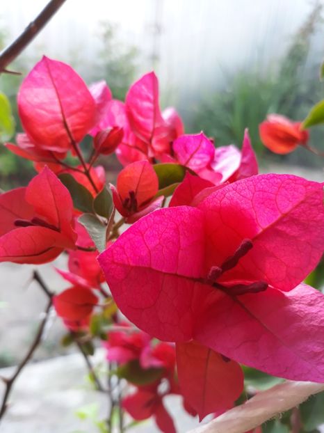  - Bougainvillea
