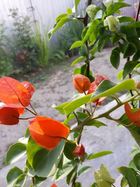  - Bougainvillea