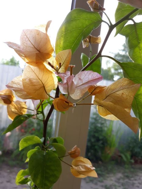  - Bougainvillea