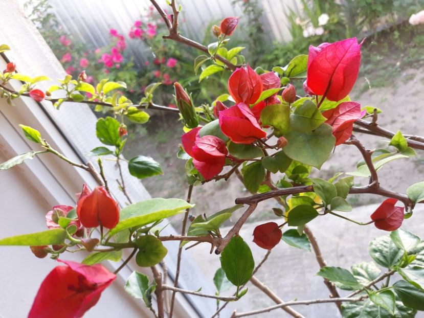  - Bougainvillea