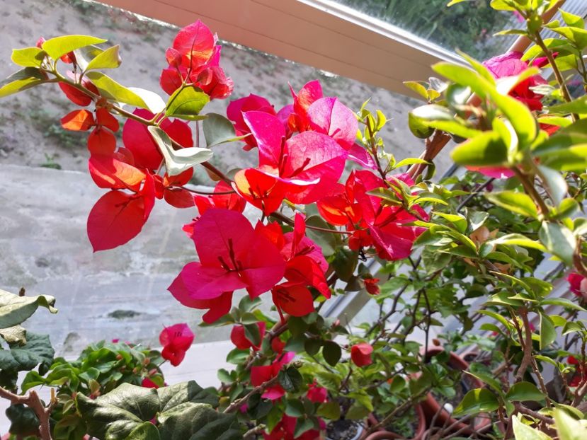  - Bougainvillea