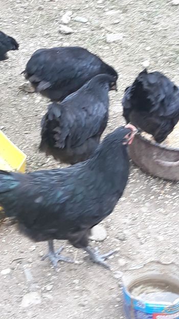 - Găini Australorp