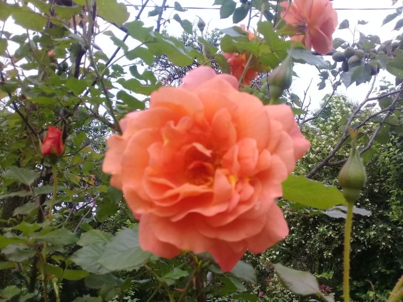  - Trandafiri 2015-prezent