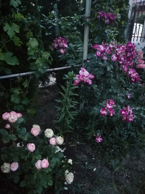 3.06 - gradina 2019