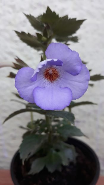 2019 - R21 - Blue Temptation