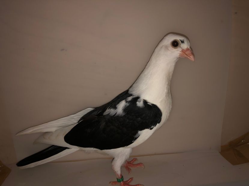 6901  femelă  2019_2 - tineret 2019
