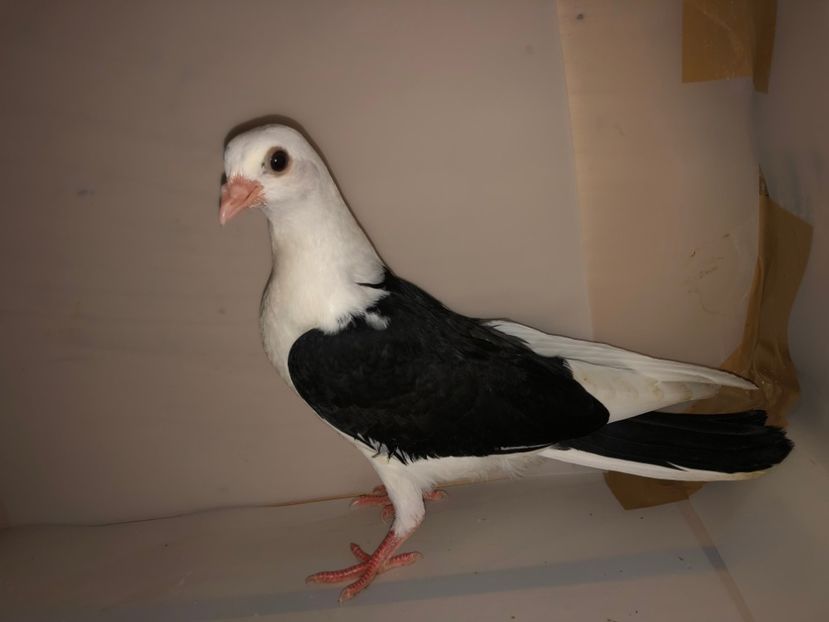 6901  femelă  2019_3 - tineret 2019