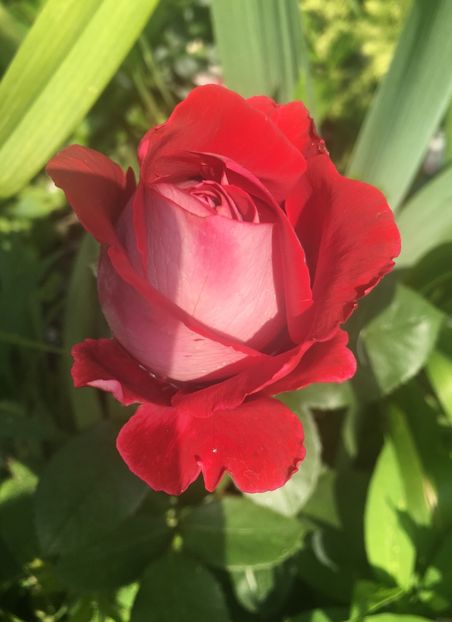 AB6FA762-0706-44B8-9653-B32CE28E4AAE - Trandafiri 2019 II