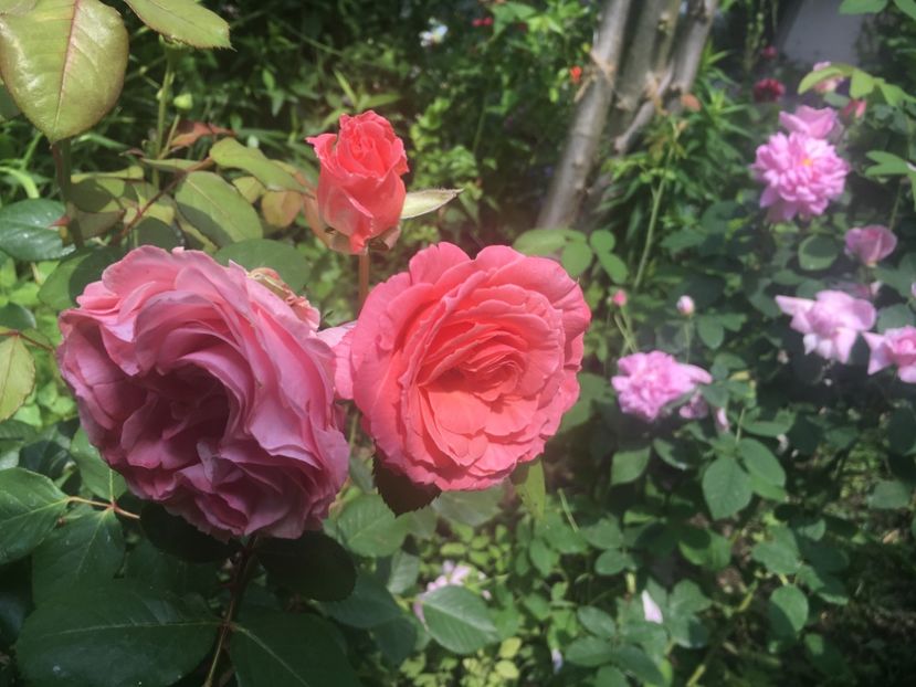 9B343F85-DC2F-4110-ACED-C0C2C6F09248 - Trandafiri 2019 II