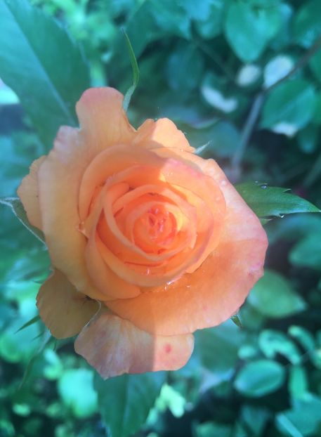 1B7681CA-3DDE-4701-BCEB-EADA47218858 - Trandafiri 2019 II