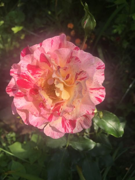 8623DB45-7F5A-40C8-8DEB-645D4CAF85F5 - Trandafiri 2019 II