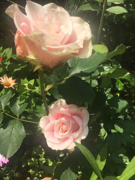 40F83F34-5385-49C7-938E-B203A775F688 - Trandafiri 2019 II