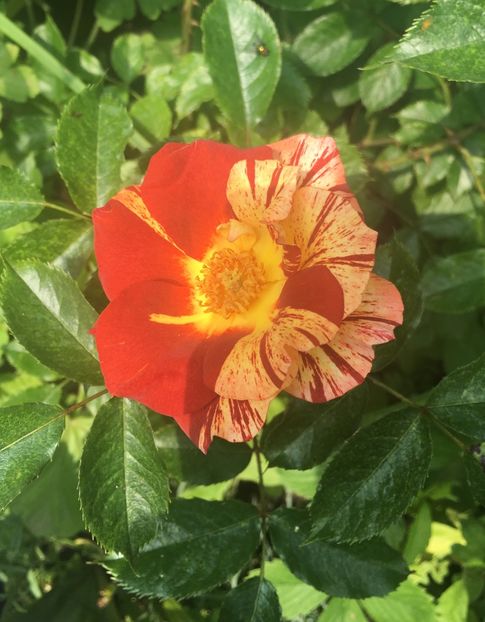 72EF4AD6-B2A0-4E8C-B910-7A879E9502F3 - Trandafiri 2019 II