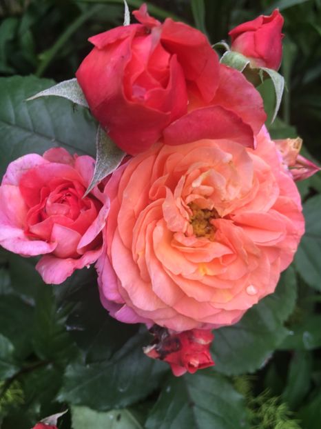 Scarlet carmen - Trandafiri 2019 II