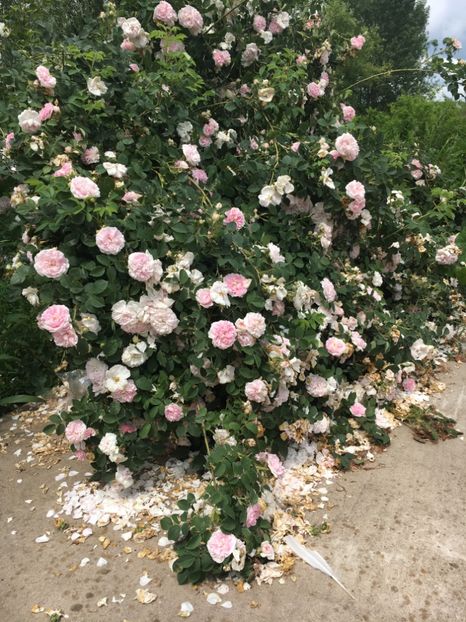 46705096-F985-41E8-8E4C-1CBACC54B37E - Flori la balta 2019