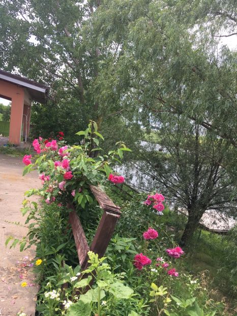 23BF712A-6887-4D99-841E-A321180D2FED - Flori la balta 2019