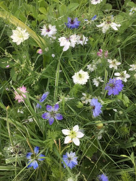 69DA8864-E851-4F09-A83A-77F88644A599 - Flori la balta 2019