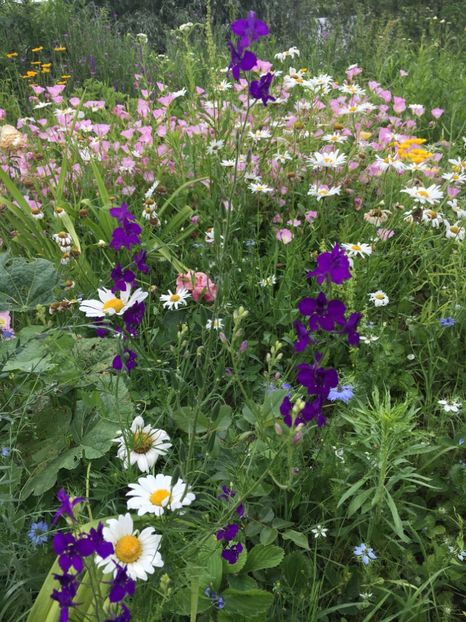 1C9A49FD-0709-4C0F-9CB0-22C1247DC938 - Flori la balta 2019