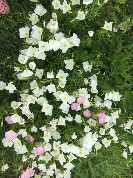 6D45DC08-04D6-43A8-ADA6-BFB8F9027BFB - Flori la balta 2019