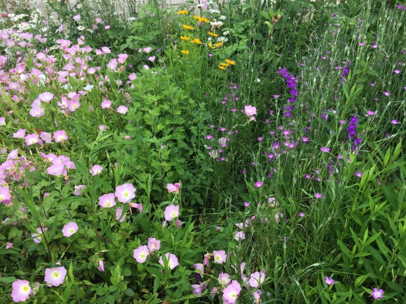 5A4DF27A-211D-4801-87A7-EB338EDD03FC - Flori la balta 2019