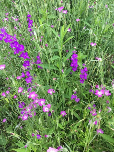 BB806EDD-B961-47EF-85CD-13844F67E6AC - Flori la balta 2019