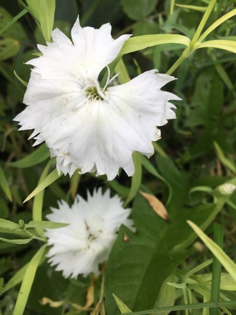 94933B23-2AD1-48E3-B3CF-71697A75FF57 - Flori la balta 2019