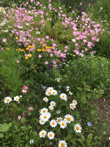 DCE1DC9A-B4EE-4033-8C57-EC0CBB986590 - Flori la balta 2019