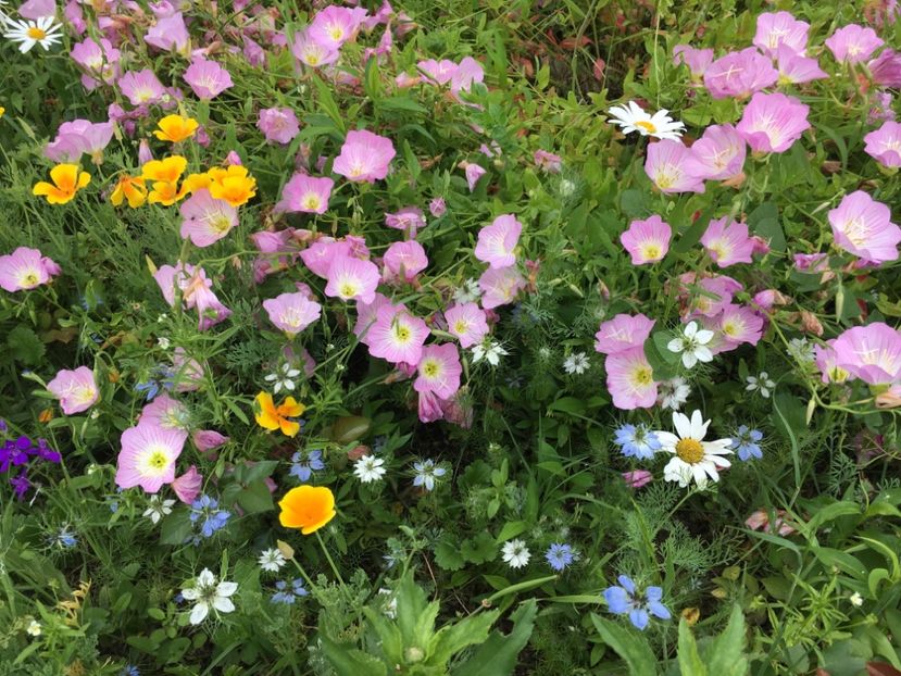 A9791E9C-C5CD-48B7-8D19-18D7256986CB - Flori la balta 2019