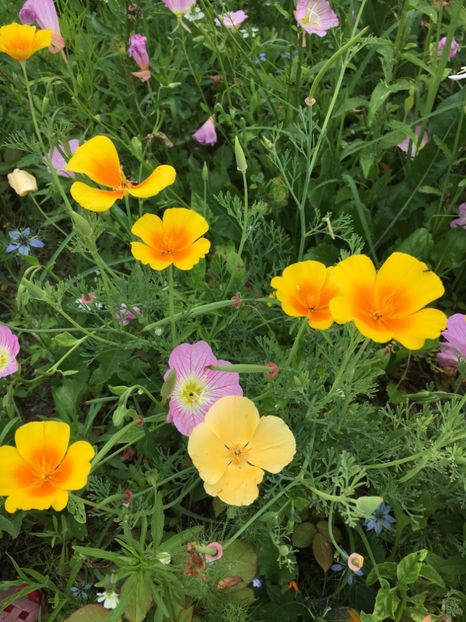 E008E5AA-68A5-4410-BC24-9BDD11D0B005 - Flori la balta 2019