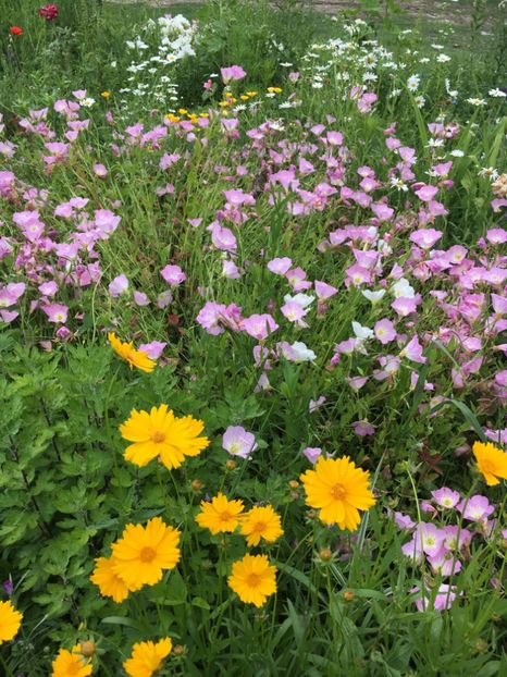 59CDA3B7-14BA-4F67-9FD9-CDB4971EE119 - Flori la balta 2019