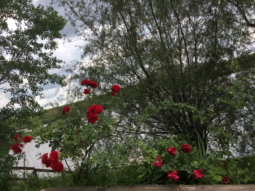 E5DC5422-1CC6-4F51-86B2-AB774FE3A784 - Flori la balta 2019