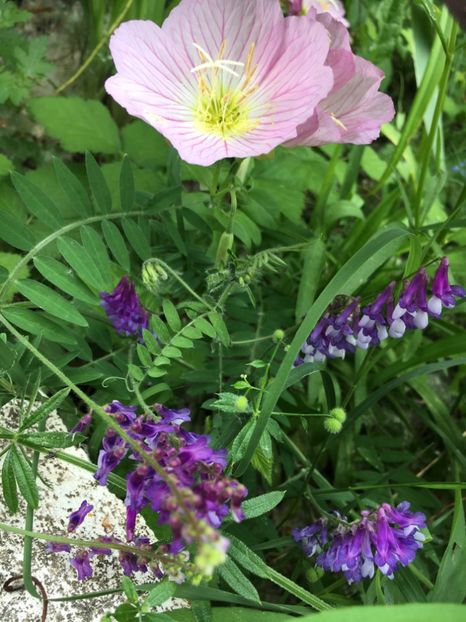 87927585-CEAE-4A84-AF83-3B45DFF7BA83 - Flori la balta 2019