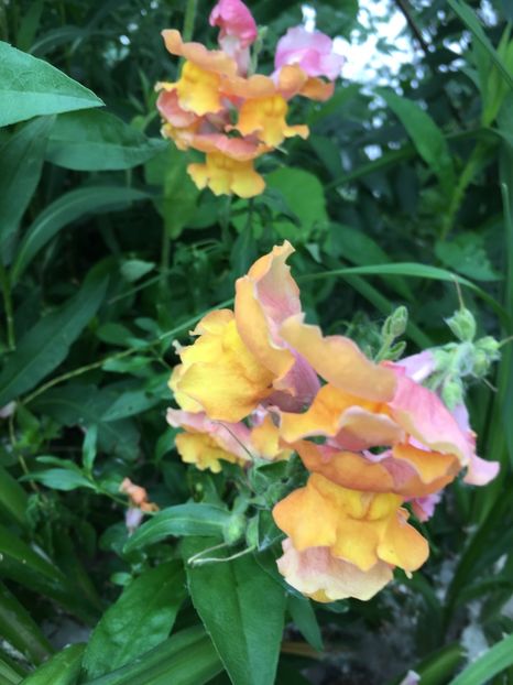 06B2BA36-0D23-4E4F-BC4D-45BD286A787C - Flori la balta 2019