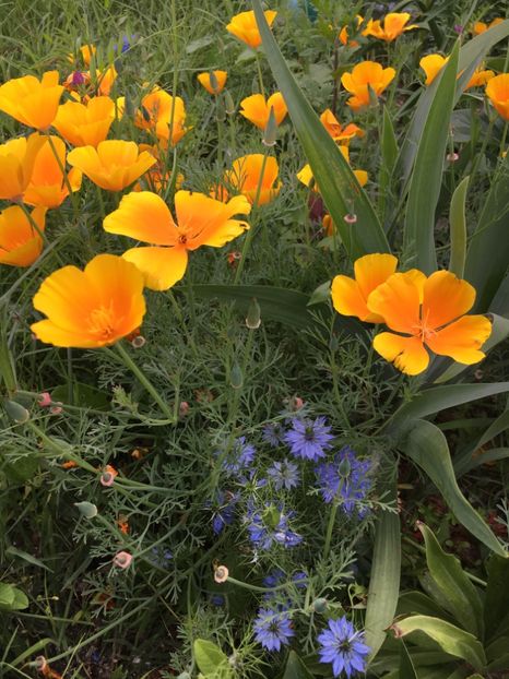 18F2611F-97BE-4CEE-8053-2E11AF3BC35D - Flori la balta 2019