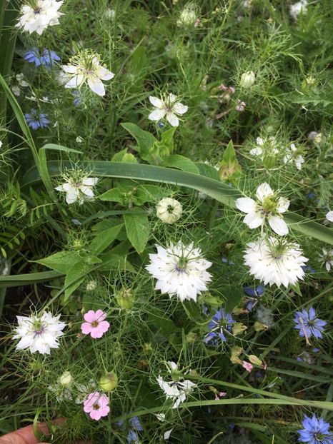 362DD01B-2A37-4CBC-8036-F8C110261B70 - Flori la balta 2019