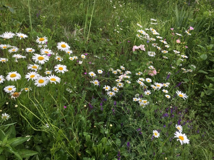 59599635-B0B8-4FA7-A33F-515F5A5EF55B - Flori la balta 2019